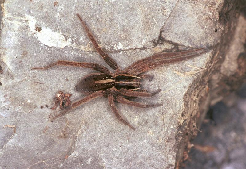 Dolomedes_minor_F2401_Z_86_HW 43 _Nieuw-Zeeland.jpg